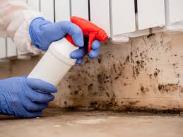 Trusted Fort Dick, CA Mold Removal & Remediation Experts